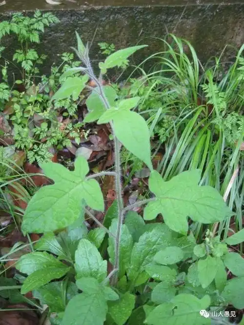 嫩苗时期的白英(摄于长沙)白英为茄科植物白英的