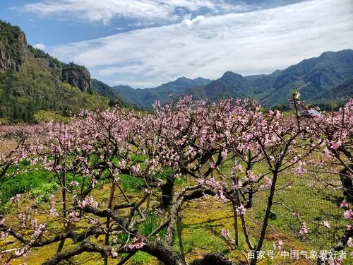 浙江台州天台山山区的桃花在春日里绽放成花海,图片由中国气象爱好者