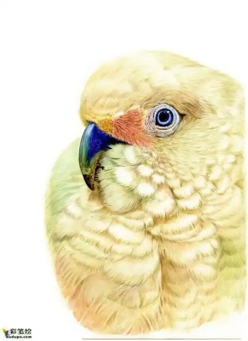 彩铅画素描简笔画 简笔画图片大全-蒲城教育文学网