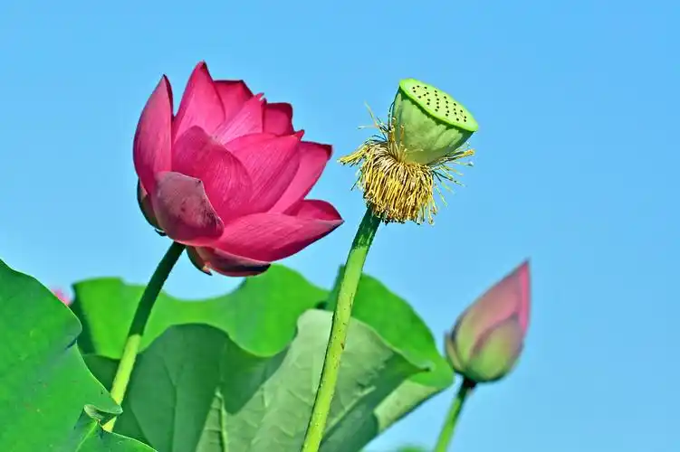 2020圆明园荷花季(十六)荷花蓝天