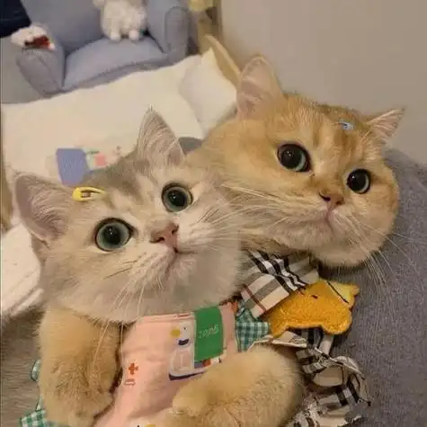 求两只猫猫的头像qwq