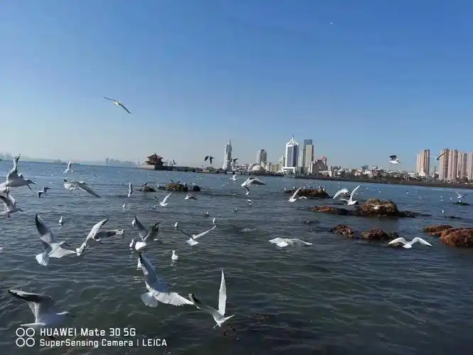 海鸥都从西西伯利亚飞回青岛了,我还被困在安中医#这是冬天海边 - 抖