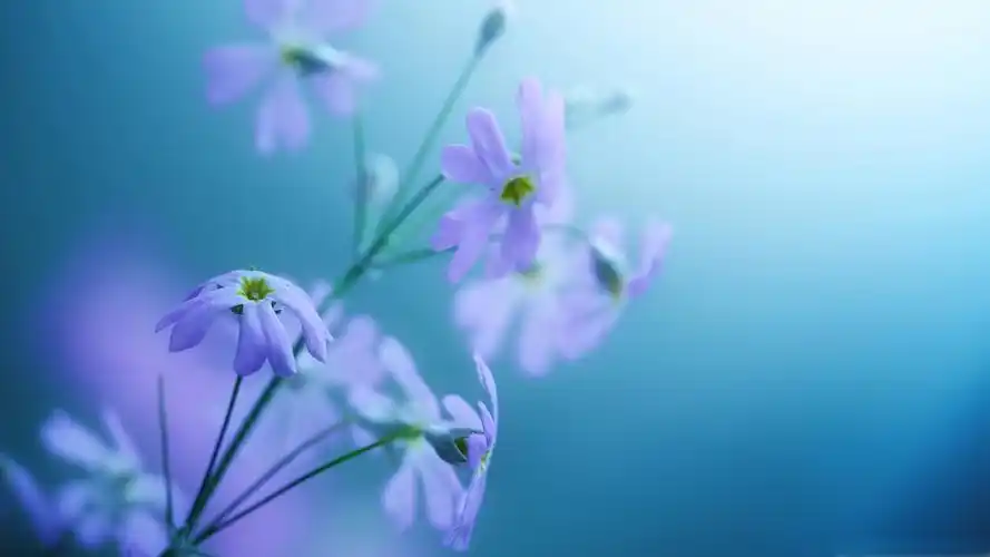 小清新意境唯美阳光壁纸