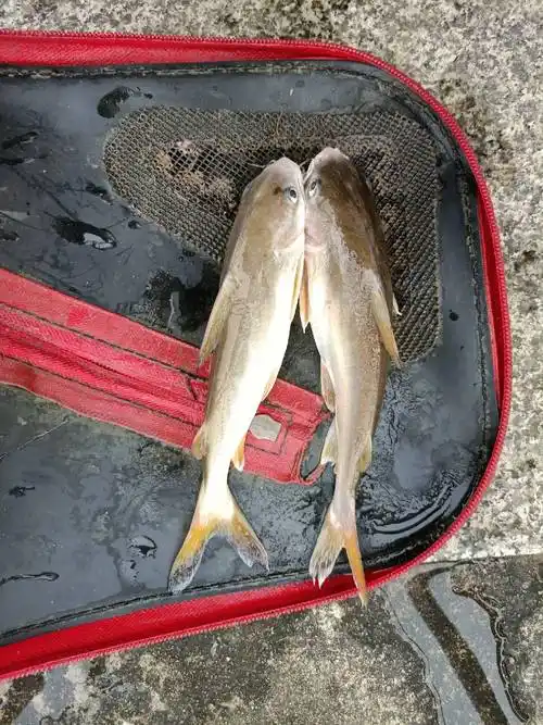 暗鲇婊翊蠡阕芸纯从屑钢鱼是你没有解锁的