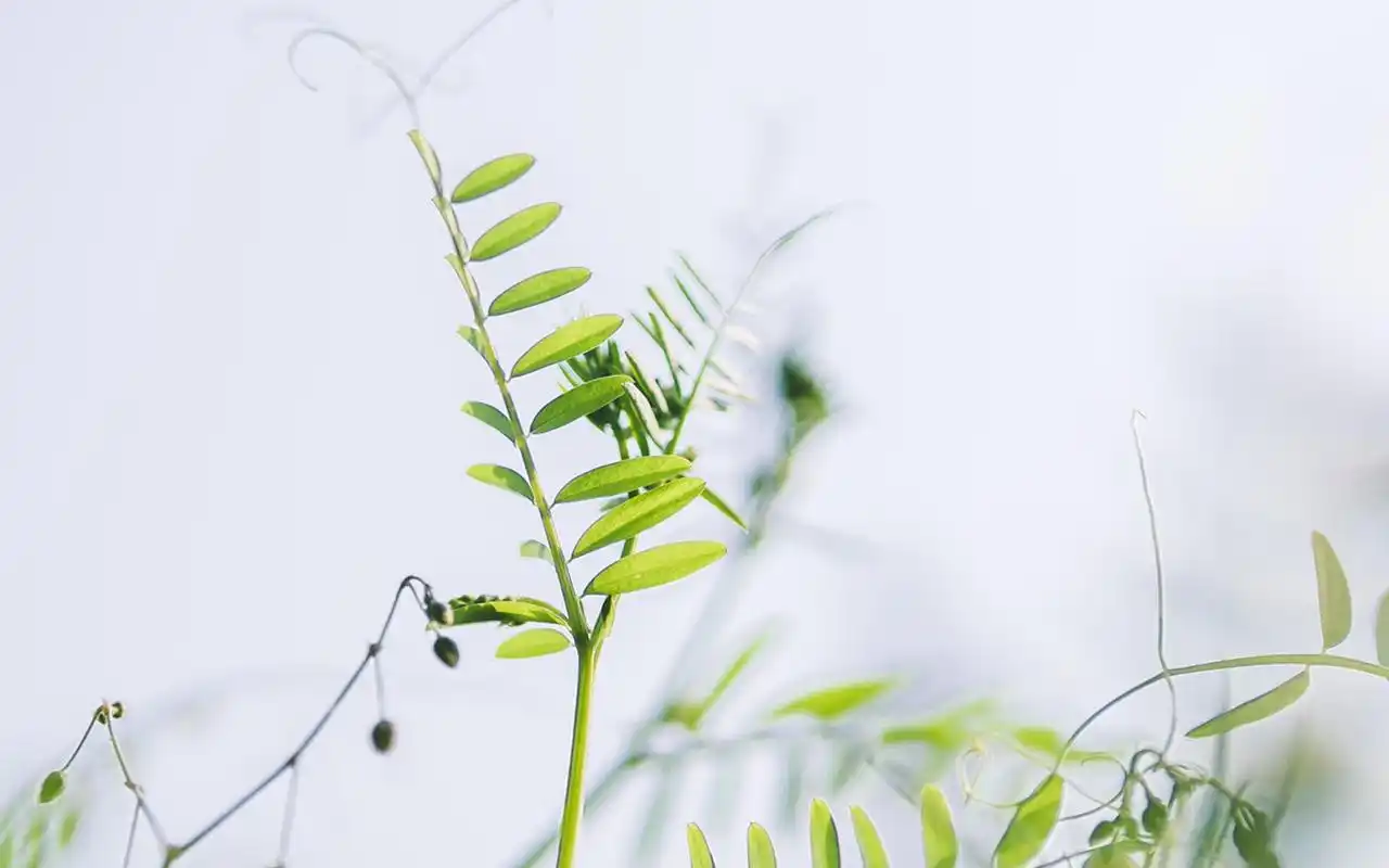 首页 桌面壁纸 植物壁纸 清新护眼绿色植物高清电脑壁纸 (3/ 7) 2020