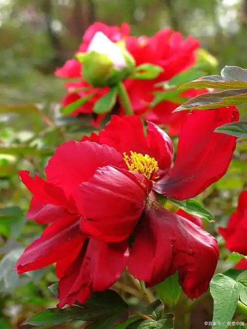 牡丹花在种植期间需要注意哪几点,怎么养?有了解吗