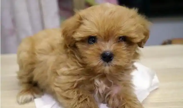 刚满月的小泰迪长啥样?