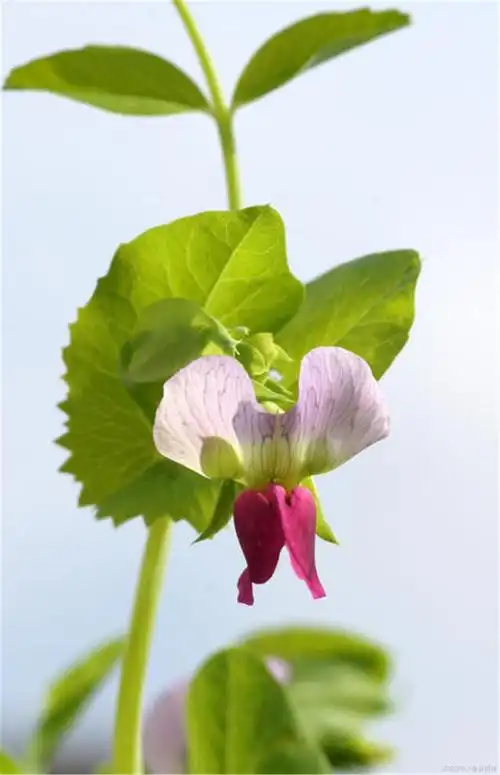 一种名叫豌豆的蔬菜,把初冬的食谱占据了c位