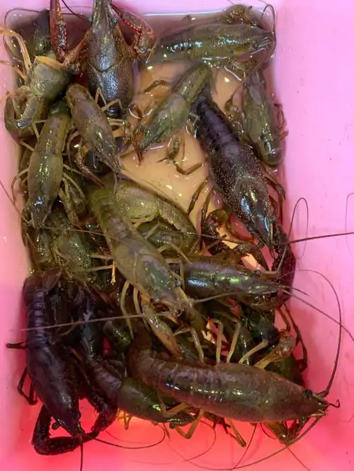 钓龙虾吃龙虾