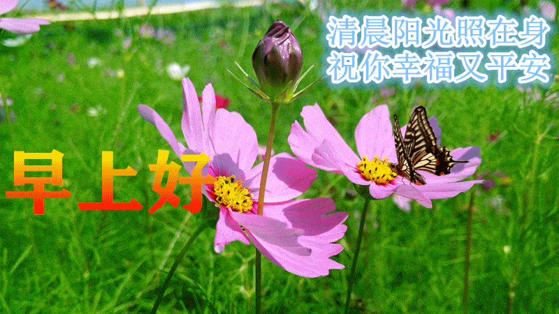 7月30日最漂亮早上好动态表情图片大全,早晨好动图美图大全_祝福