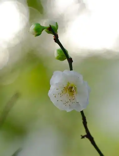 小清新的绿萼梅