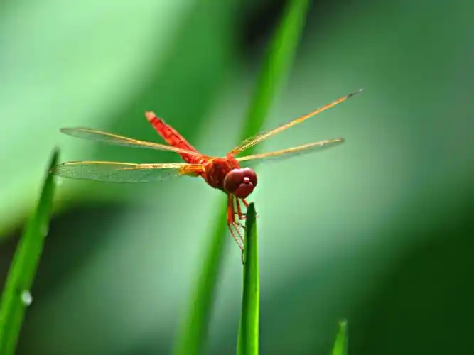 蜻蜓 大自然壁纸 大自然图片大全 大自然桌面壁纸大全 免费大自然高清