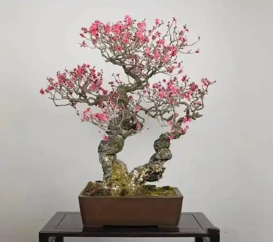 极品梅花盆景200款,绝对值得一看!