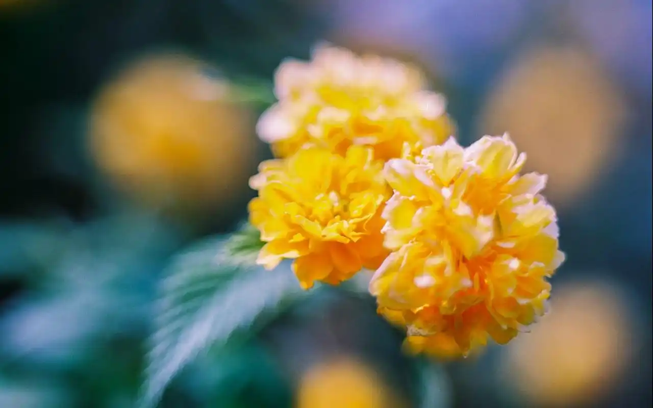 夏日花卉清新微距摄影图片桌面壁纸