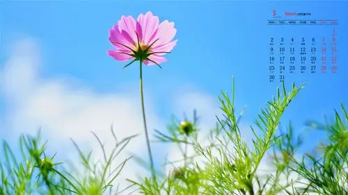 2020年3月格桑花唯美高清日历壁纸