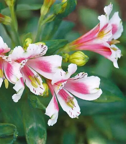 草本花卉石蒜科之美