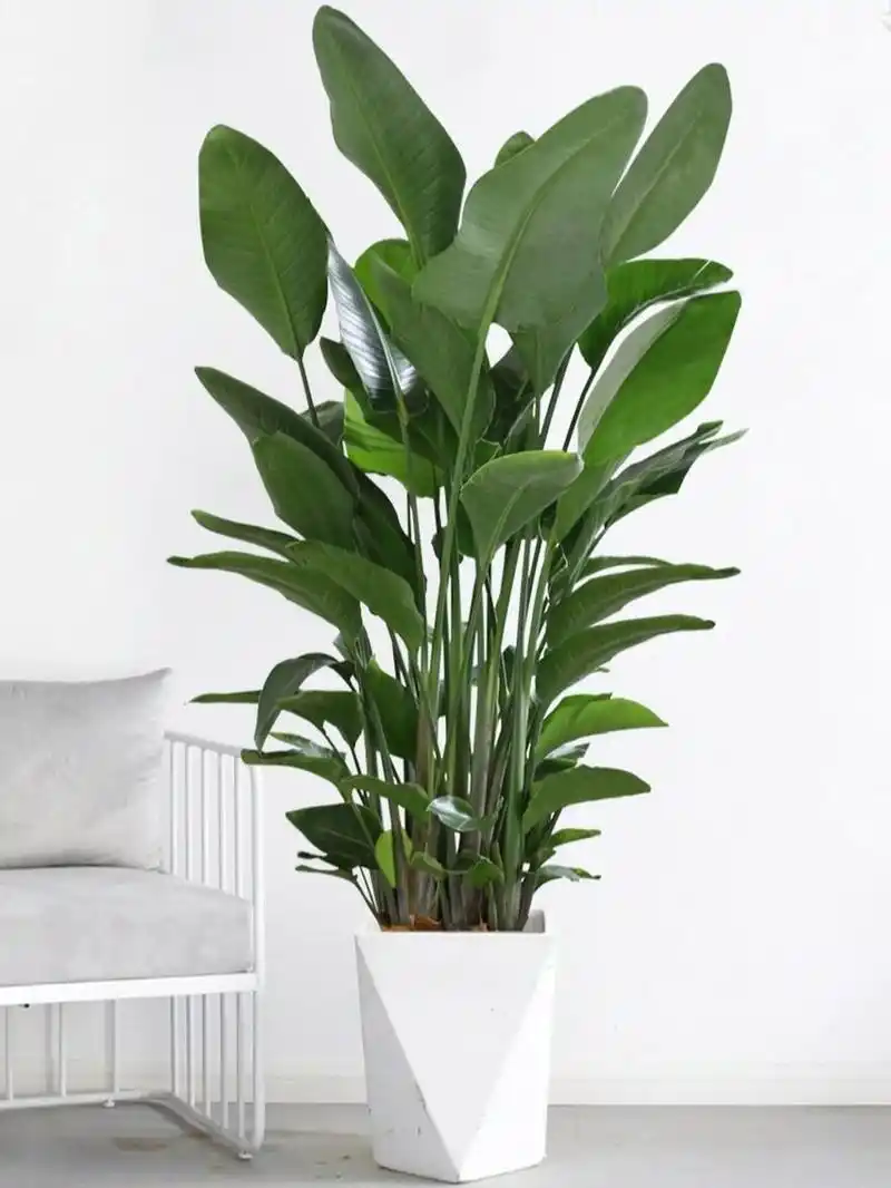 天堂鸟植物图片 哇塞,植物爱好者们91,今天我要分享的是一种极具