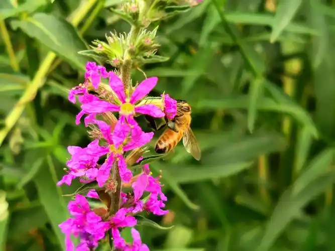 通过3倍光学变焦,远距离拍摄蜜蜂,清晰度还是很高的