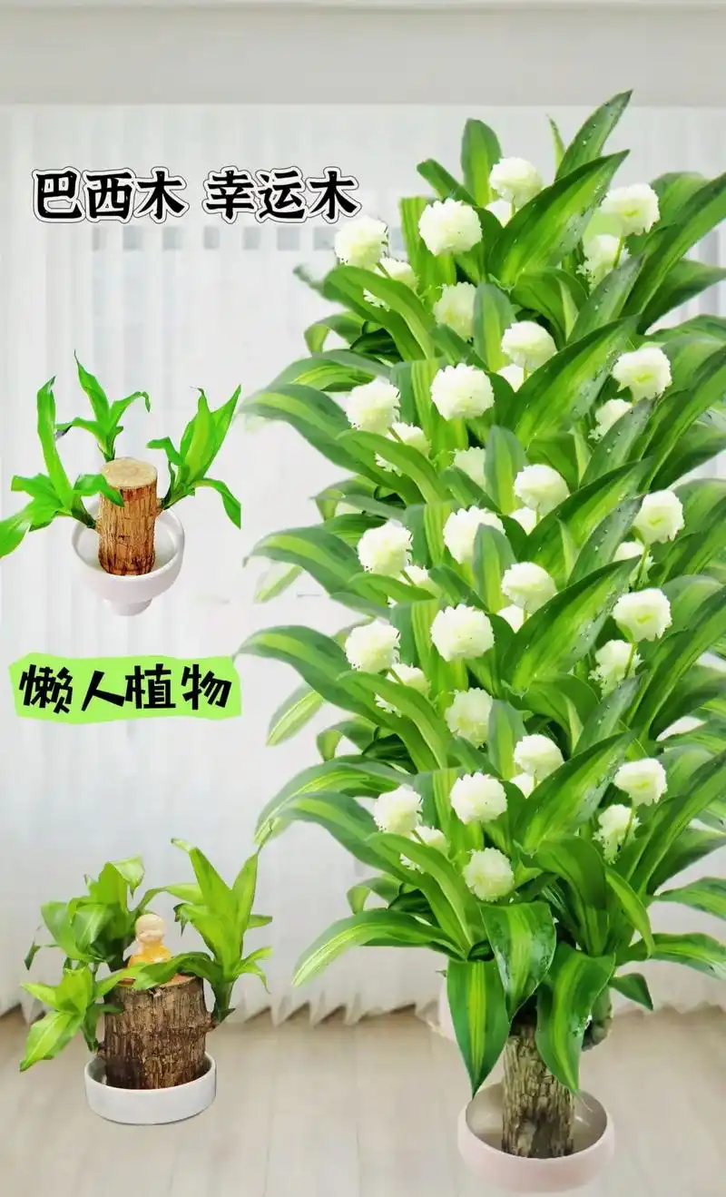 姐妹们,一款独具特色的室内观赏植物——巴西木!