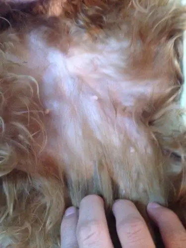 请问我家的狗狗怀孕了35天了怎么还看不出来啊,狗狗怀孕是什么症状