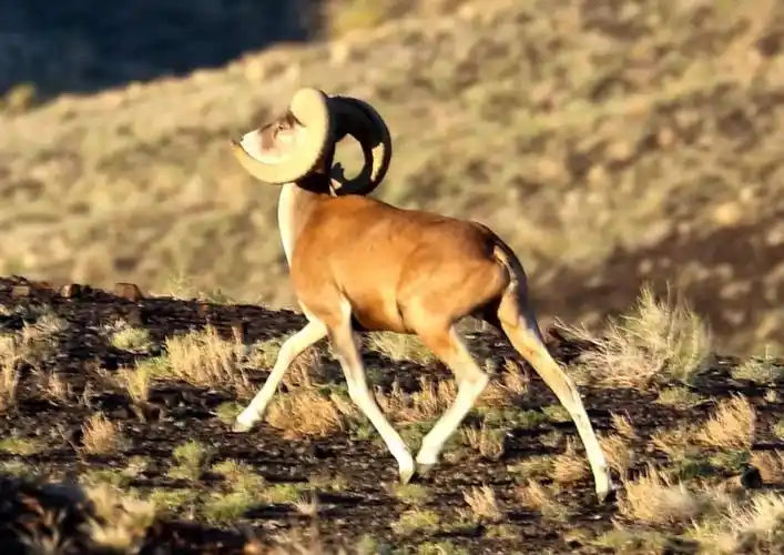 30位摄影师走遍大半个中国终于拍到了这些动物