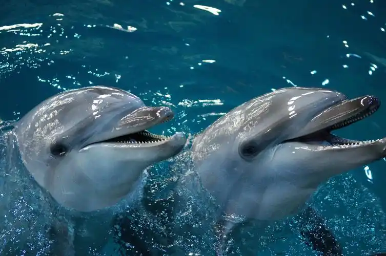 江苏苏州海洋馆电子票,马蜂窝自由行 - 马蜂窝自由行