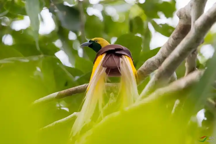 天堂鸟小极乐鸟