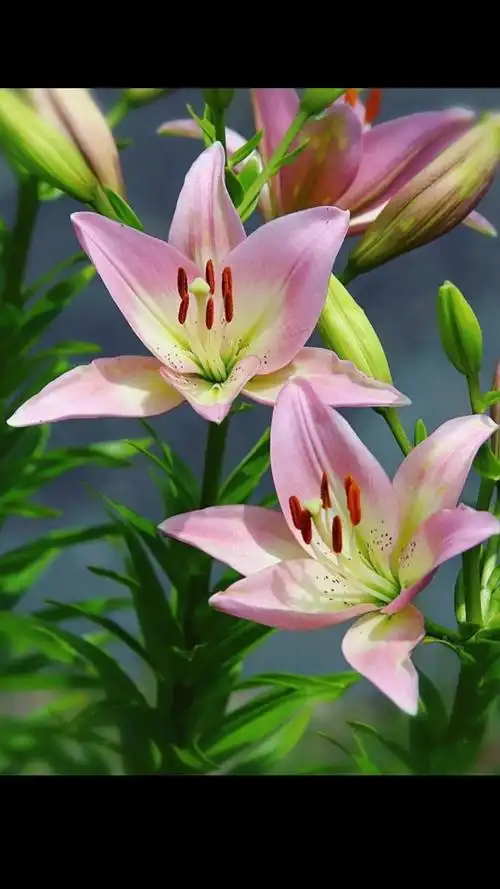 百合#山谷中的百合花