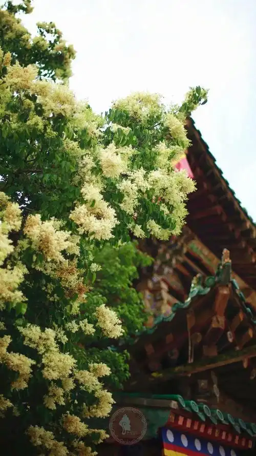 塔尔寺菩提花清凉盛放,见者欢喜