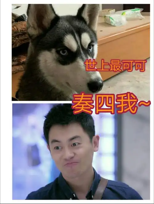 今儿跑男团在春推会上,李晨cue朱亚文是哈士奇,看到文哥表情,我盏的