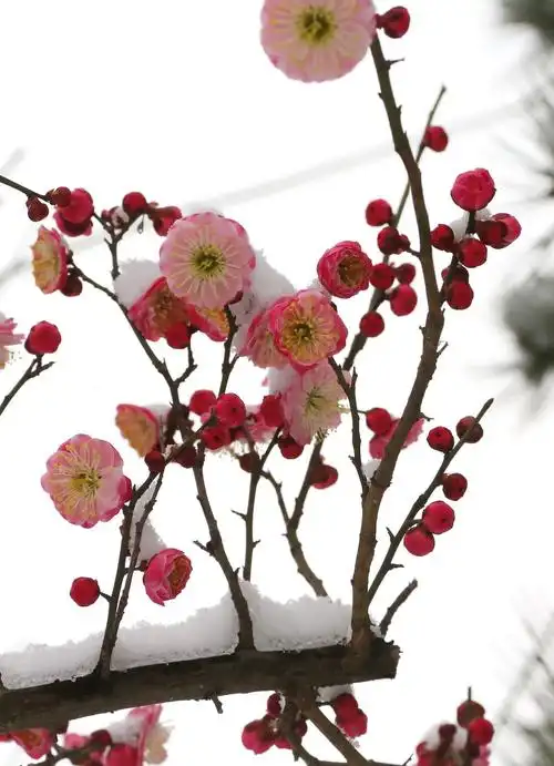 瑞雪迎春,红梅傲雪.