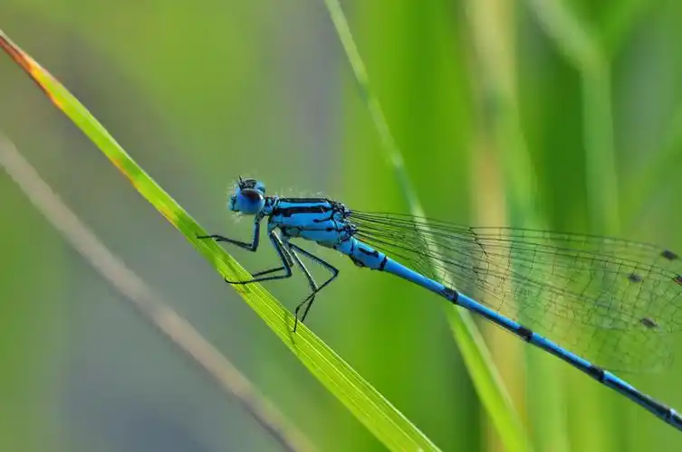 枝头上的蜻蜓图片1280x960分辨率查看