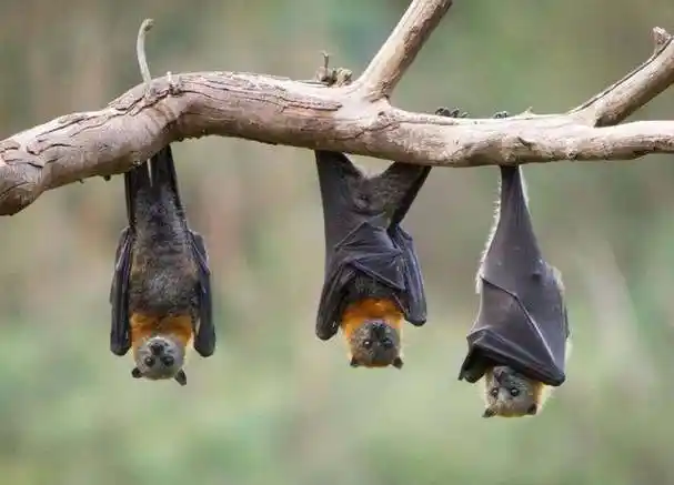 森林的"守护神"——蝙蝠