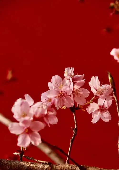 春日唯美樱花风光意境