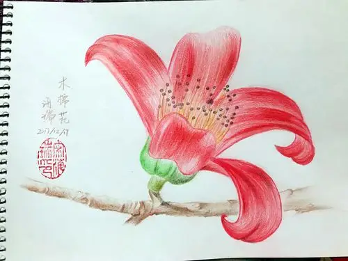 2017_12_17木棉花