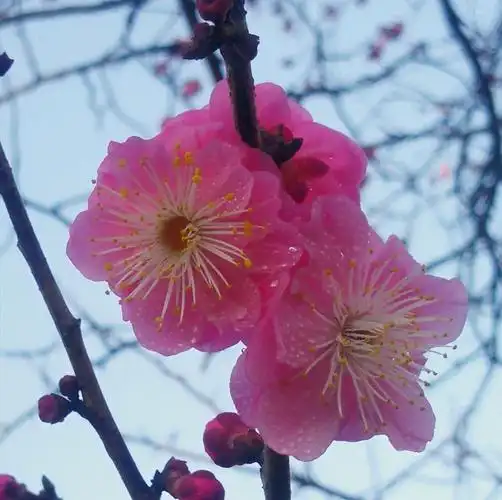 梅花当冬吐冰雪    古今己复称高洁