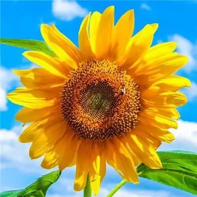 微信最吉利的好看头像能带来好运的微信头像图片,风景头像图片-回车