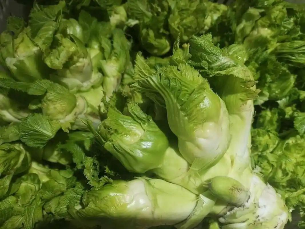 在我们四川   在我们四川 图一叫羊角菜,很多地方