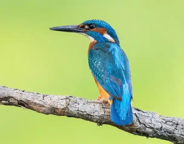 翠鸟生活习性是怎样的?