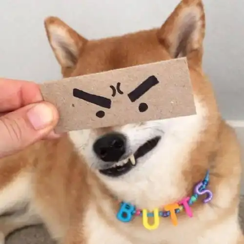 治愈萌宠动物头像 盛意以江河 江河不及你