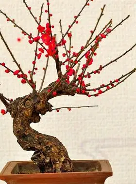 实物红梅花盆景原生朱砂梅腊梅乌梅