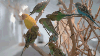 近百只五颜六色的虎皮鹦鹉和生活中怕人的鸟不同,它们都非常亲近人呦!