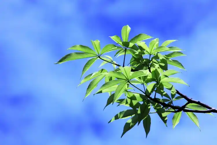 木棉三部曲   之二