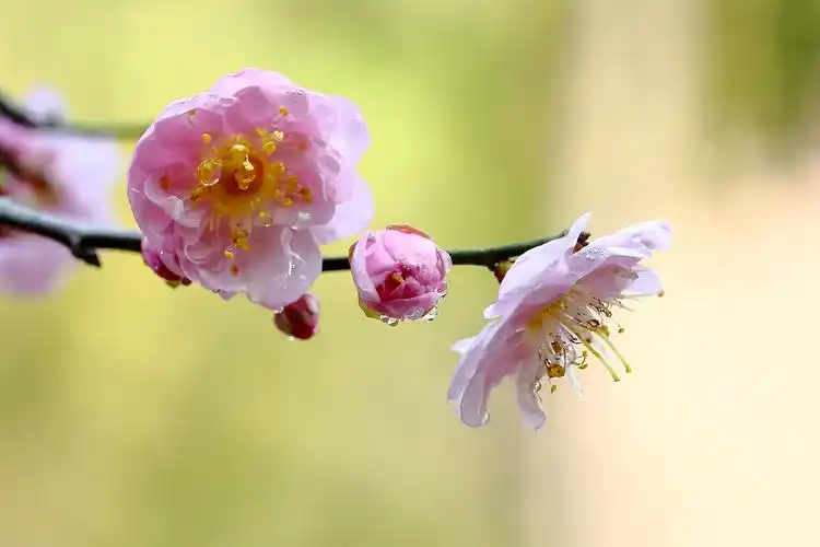 宫粉梅花贺新春