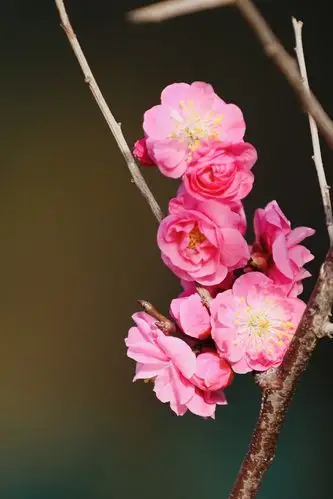 2021年大明湖公园里的梅花盛开着一朵朵粉色的花朵