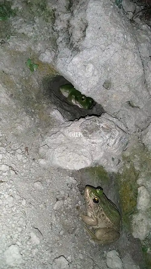 青蛙开始冬眠了