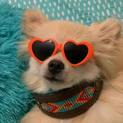 修勾  #狗狗头像  #小狗墨镜修勾,也好适合做头像呀