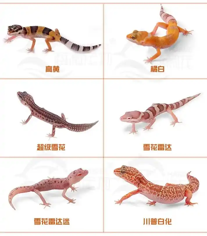 守宫蜥蜴有很多种,有日行性也有夜行性的, - 抖音