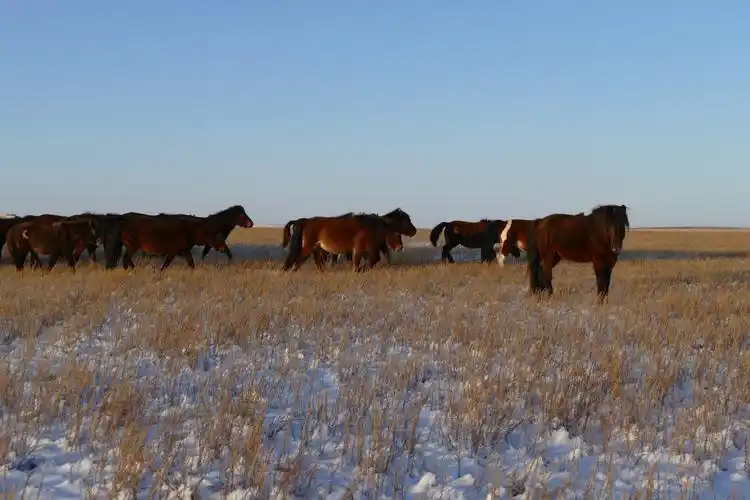达尔罕草原骏马图 · 摄影:寂墨文人