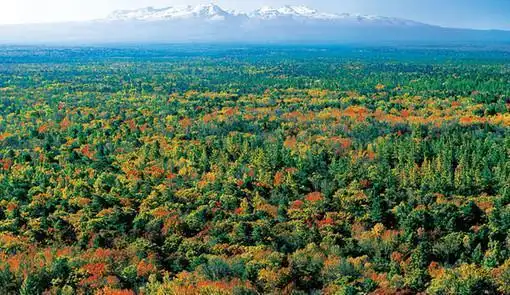 长白山神秘禁区有哪些长白山715事件棒槌鸟叫催人命